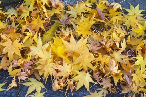 多数の落ち葉 多数の落ち葉の写真