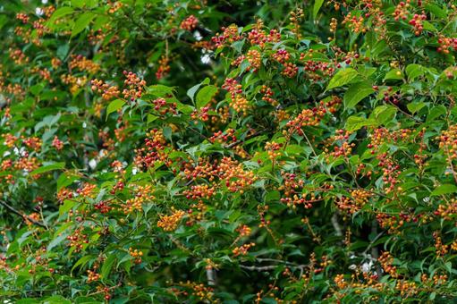 Photo, plant, flower, natural, 