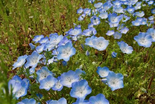 ネモフィラ 瑠璃唐草,小紋唐草,春の写真素材