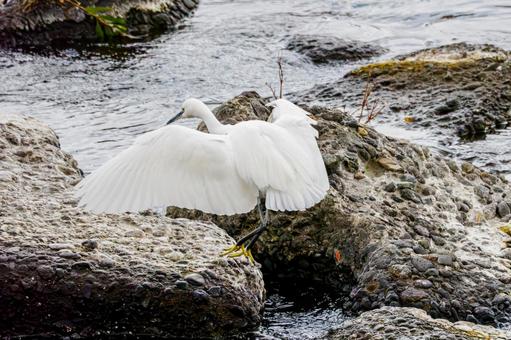 コサギ(54)の写真