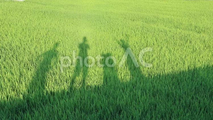 田んぼで家族の影2 田んぼ,家族,お出かけの写真素材