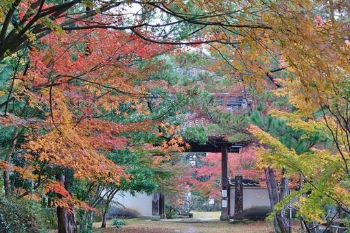 天祐寺の紅葉 天祐寺,お寺,紅葉の写真素材