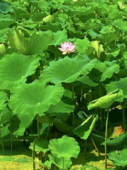 蓮の花 ピンク 真紅 蓮の花 ピンク 真紅の写真