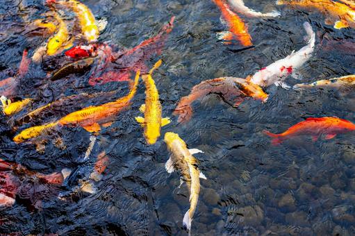 鮮やかな池の鯉 鮮やかな池の鯉の写真