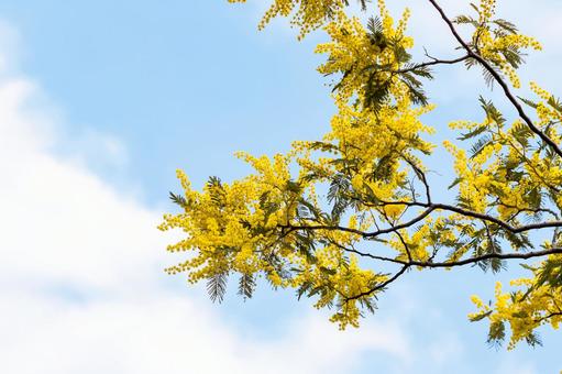 青空に映えるミモザの花 ミモザ,花,春の写真素材