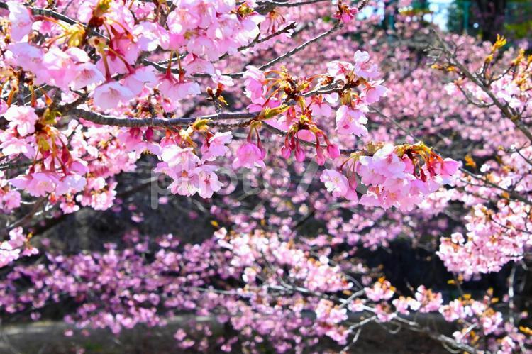 満開に咲いた加茂川公園の河津桜 河津桜,桜,ピンク色の写真素材