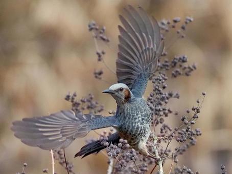 羽をひろげるヒヨドリ ヒヨドリ,日本,固有種の写真素材