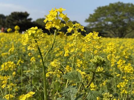 なのはな 自然,花,植物の写真素材