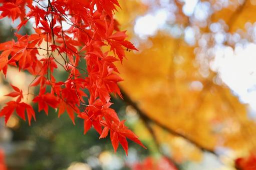 紅葉　長野県　清水寺 紅葉,長野県,清水寺の写真素材