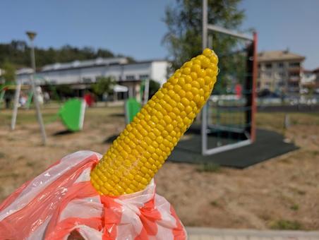 とうもろこし とうもろこしの写真