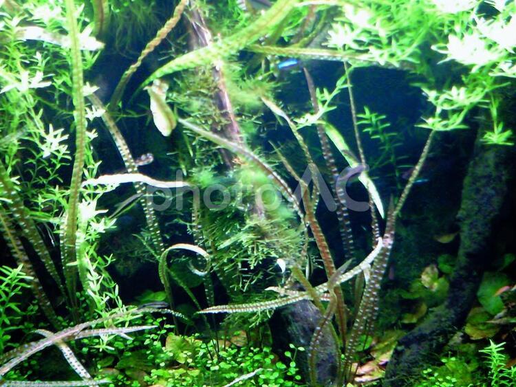 緑の魚とイルミネーション 水槽,魚,緑の写真素材