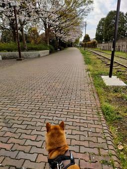 桜と線路と柴犬! 桜と線路と柴犬! 犬,シバ,柴犬の写真素材
