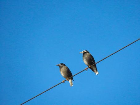 電線に留まる2羽のムクドリの写真