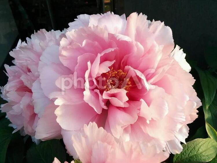 花　牡丹　ぼたん　ボタン　風格　高貴 牡丹,ぼたん,ボタンの写真素材