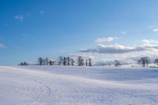 陰影を描き波打つ雪原に佇む樹々 雪原,丘陵,青空の写真素材