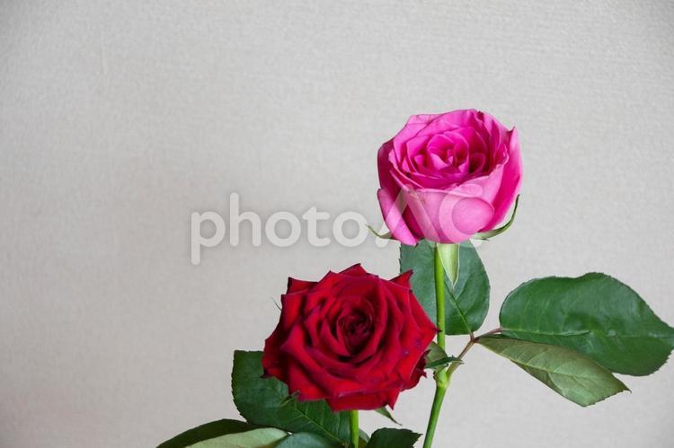 赤とピンクのばら ばら,薔薇,花の写真素材