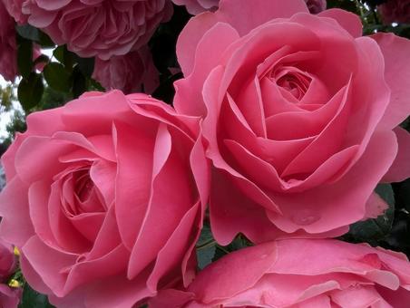 濃いピンクのバラの花 2 濃いピンクのバラの花 2の写真