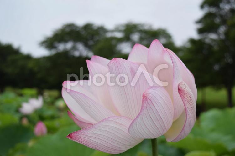 【埼玉】鮮やかな蓮 蓮,花,綺麗の写真素材