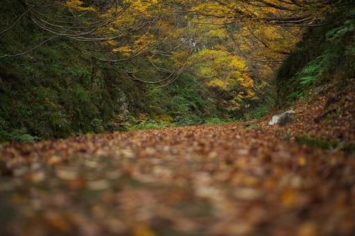 落ち葉の道 秋,落ち葉,紅葉の写真素材