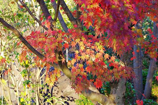 陽射しの中のイロハモミジ イロハモミジ,紅葉,葉の写真素材