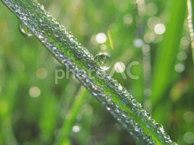 水滴と緑葉と朝の光Water drops 水滴,すいてき,waterの写真素材