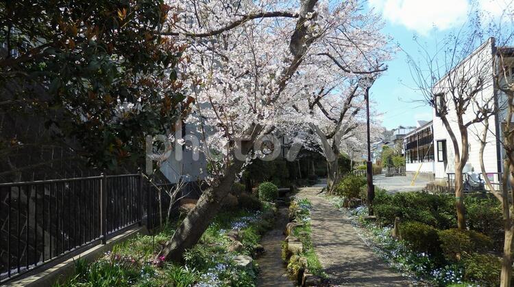 桜とせせらぎと遊歩道，横浜 桜,せせらぎ,遊歩道の写真素材
