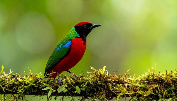 カラフル、極彩色の鳥の写真 カラフル、極彩色の鳥の写真の写真