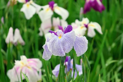 Iris Flowers 25-33, JPG