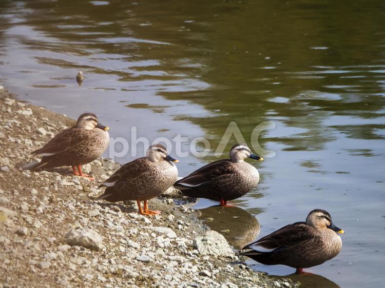 池を眺める鴨の家族 カモ,水鳥,見つめるの写真素材