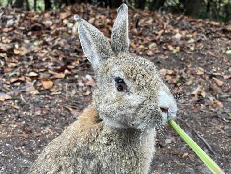 野菜を加えるウサギ ノウサギ,野生,自然の写真素材