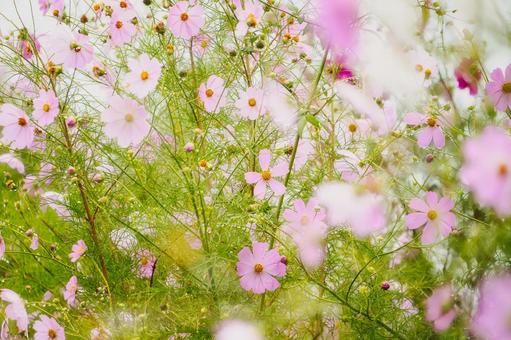 繊細な葉と花びらが美しい可憐な秋桜畑 繊細な葉と花びらが美しい可憐な秋桜畑 コスモス,秋桜,花畑の写真素材