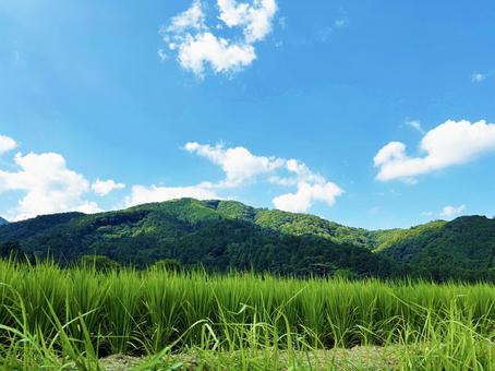 爽やかな空と田んぼ 爽やかな空と田んぼの写真
