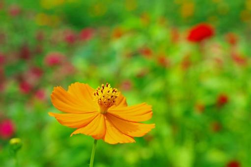 黄花秋桜 キバナコスモス オレンジ色の花 黄花秋桜 キバナコスモス オレンジ色の花の写真