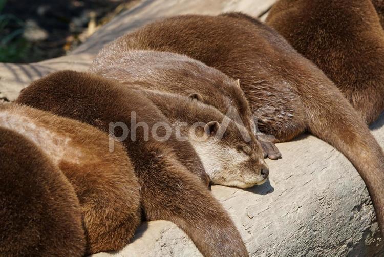 身を寄せ合って眠るコツメカワウソ カワウソ,コツメカワウソ,動物の写真素材
