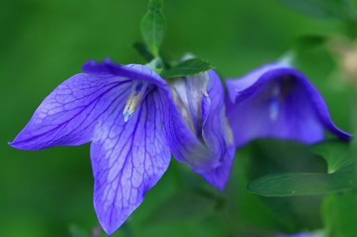 Photo, campanulaceae, flower, bellflower family, 