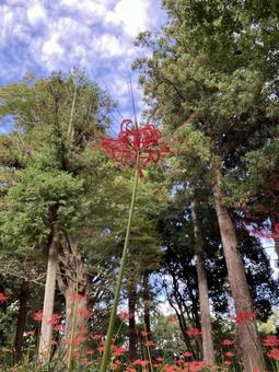秋のお彼岸に咲き始めた彼岸花 秋のお彼岸に咲き始めた彼岸花 彼岸花,秋,花の写真素材
