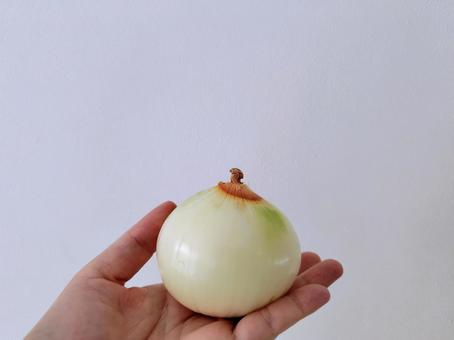 たまねぎ たまねぎ たまねぎ,玉ねぎ,野菜の写真素材