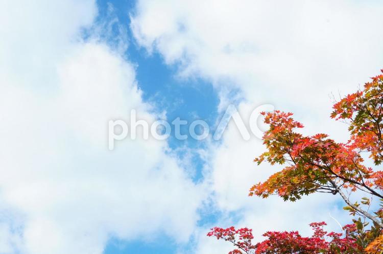秋晴れの青空ともみじの葉の紅葉 もみじの紅葉と青空,屋外,趣味の写真素材