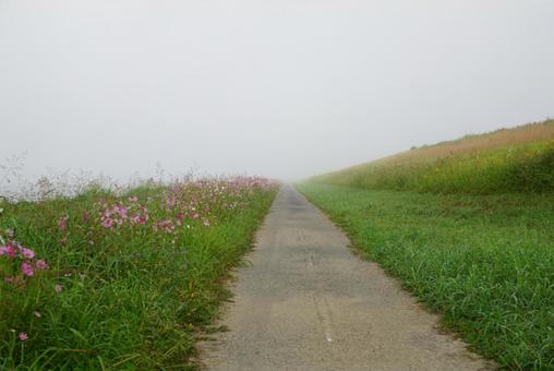 コスモス コスモス,秋,花の写真素材
