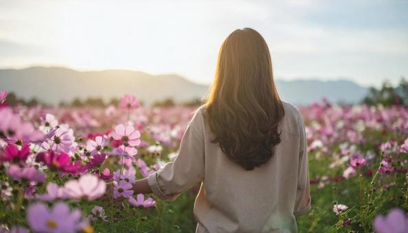 秋の秋桜の花畑 秋の秋桜の花畑の写真