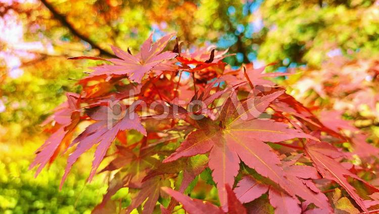 もみじと秋の背景イメージ もみじ,楓,もみじの背景の写真素材