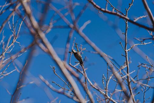 木に止まってつついた結果を確認するコゲラ コゲラ,ゲラ,キツツキの写真素材