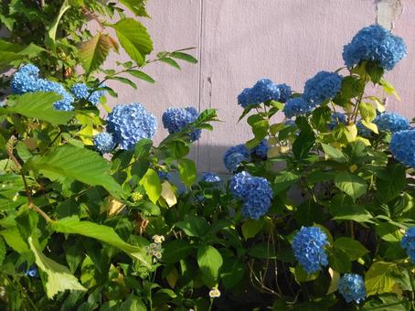あじさい/夕方/かべ/植物 あじさい/夕方/かべ/植物 あじさい,夏,植物の写真素材
