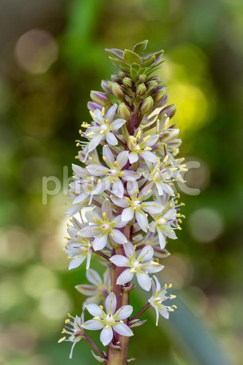 パイナップルリリー パイナップルリリー,花,白の写真素材