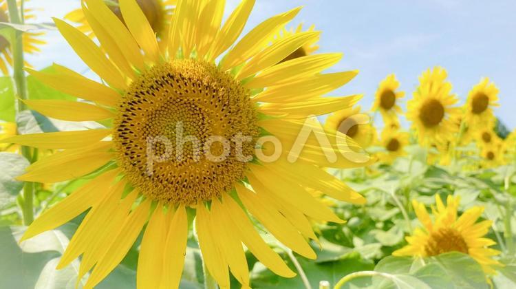 ひまわり畑 - No: 32791020｜写真素材なら「写真AC」無料（フリー）ダウンロードOK