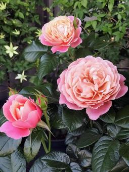 ベランダのバラ・ピンクビンテージ ベランダのバラ・ピンクビンテージ 薔薇,バラ,ピンクビンテージの写真素材