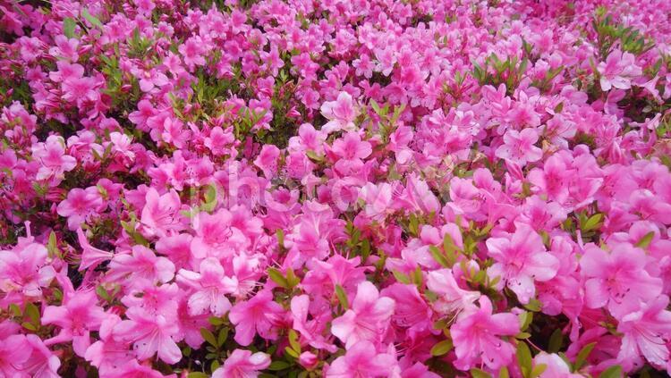 雨上がりのツツジ_2 ツツジ,躑躅,花の写真素材