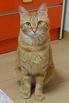 茶トラ猫おすわり正面・正面真顔 猫,茶トラ,茶色の写真素材