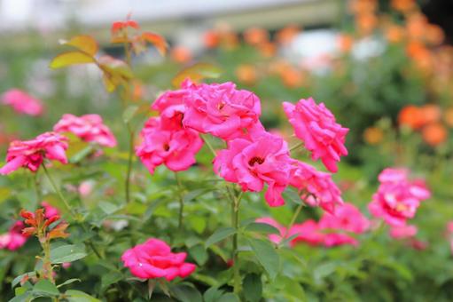 濃いピンクの秋バラ バラ,バラ園,秋バラの写真素材