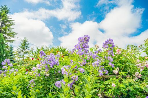 北海道 札幌のバラ園 北海道 札幌のバラ園の写真